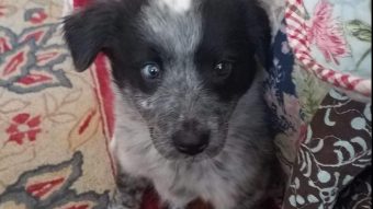 collie mix for sale