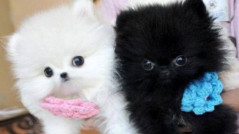 free pomeranian puppies for adoption