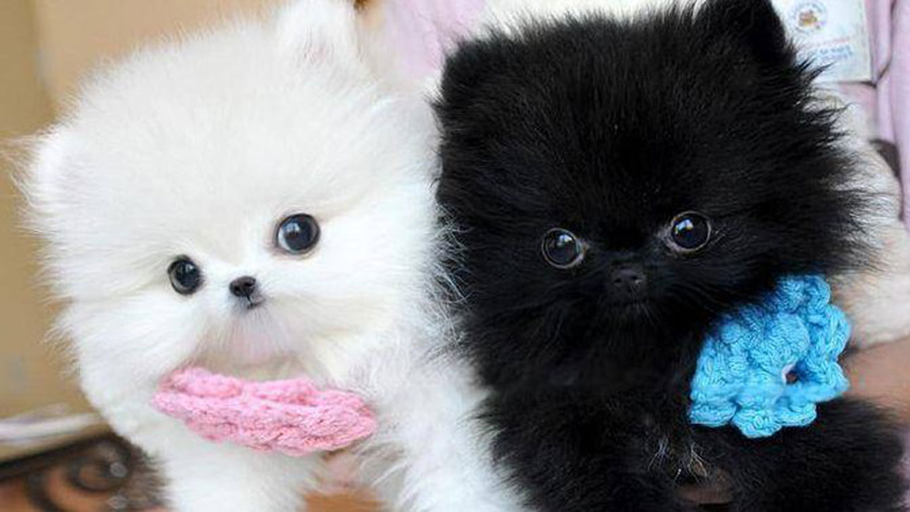 Looking for a new puppy? A litter of Pomeranian Teacup pups are ready for  adoption – Cedar City News