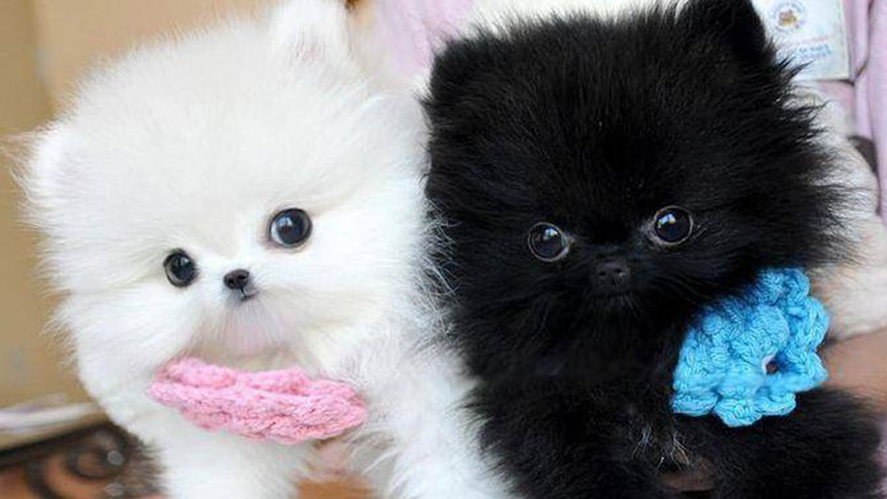 pomeranian litter box