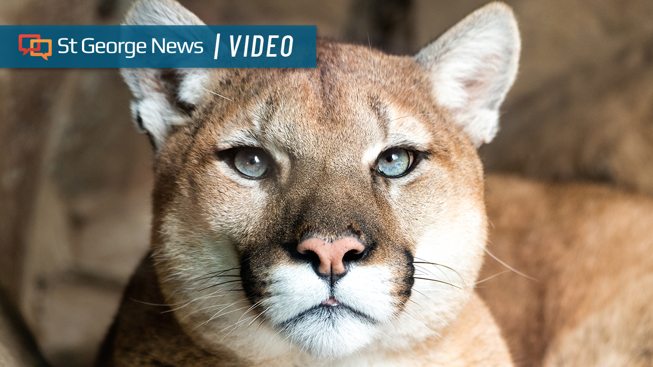 How Will Year Round Hunting And Trapping Impact Utahs Mountain Lions
