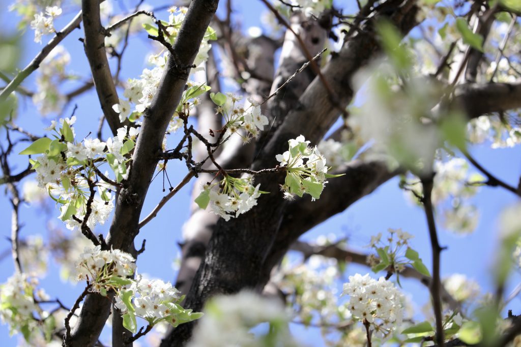 ABC13 Houston - The bead tree in full bloom from Tulane University